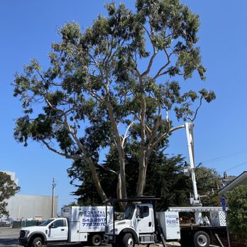 Coastal Tree Experts - Tree Services Near Me - Morro Bay, California
