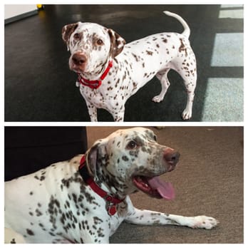 ASPCA Adoption Center - Isn't she adorable! - Animal Shelters Near Me - New York, New York ASPCA Adoption Center - Isn't she adorable! - Animal Shelters Near Me - New York, New York