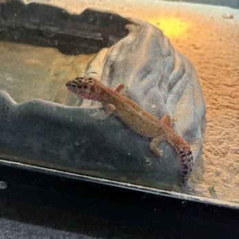 Whitie's Pets - Fancy Leopard Gecko from White's pets - Local Fish Stores Near Me - Fresno, California