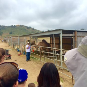 Oasis Camel Dairy - They don't let you very close to the camels. - Attraction Farms Near Me - Ramona, California Oasis Camel Dairy - They don't let you very close to the camels. - Attraction Farms Near Me - Ramona, California