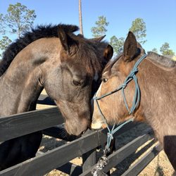 A Step Above Stables - Meeting new friends