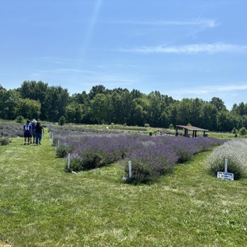 Lavender Trails - Farms Near Me - Orrville, Ohio Lavender Trails - Farms Near Me - Orrville, Ohio