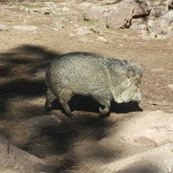 Bearizona - Zoos Near Me - Williams, Arizona Bearizona - Zoos Near Me - Williams, Arizona