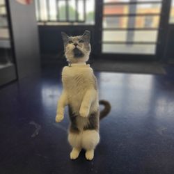 SmokeBoyz Smoke and Vape Shop - Tortilla, our spoiled  shop cat