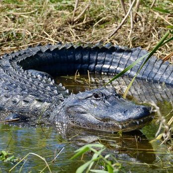 Marsh Beast Airboat Tours - Big ol' 'gator! - Boat Tours Near Me - Vero Beach, Florida Marsh Beast Airboat Tours - Big ol' 'gator! - Boat Tours Near Me - Vero Beach, Florida