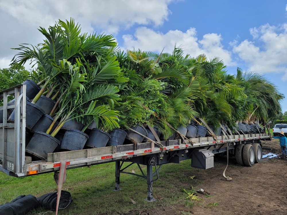 PALM EMPIRE NURSERY Updated June 2024 8953 Gunn Hwy, Odessa