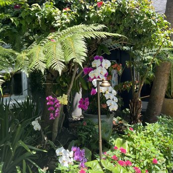 Tugboat Tropical Resort - Orchid and Australian tree fern garden - Bed & Breakfast Near Me - Orlando, Florida Tugboat Tropical Resort - Orchid and Australian tree fern garden - Bed & Breakfast Near Me - Orlando, Florida