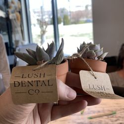 Lush Dental