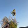 Photo of Changos Trees