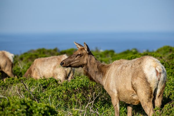 Tomales Point Trailhead by null