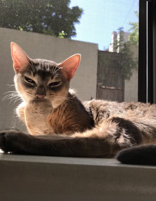 99 dalmatians staten island