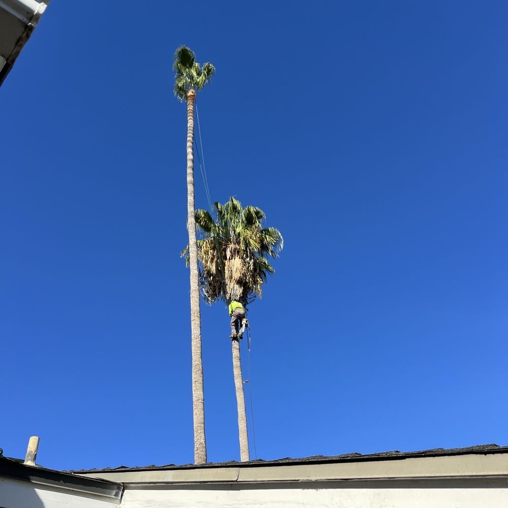 Freddy Tree Services - Tree Services Near Me