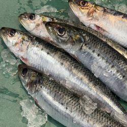 Yamamoto Fish