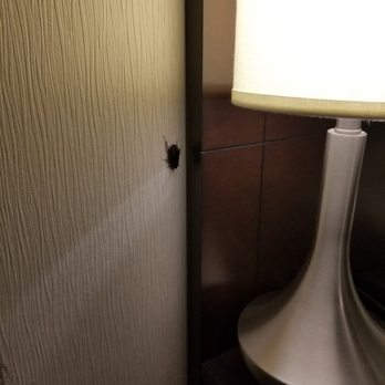 DoubleTree by Hilton - Roaches coming from behind the headboard - Hotels Near Me - Atlanta, Georgia
