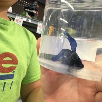 PetSmart - Betta Fish - Pet Stores Near Me - Torrance, California PetSmart - Betta Fish - Pet Stores Near Me - Torrance, California