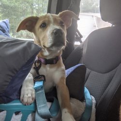 DIAMONDS in the "RUFF" - Lilly's Ride Home!