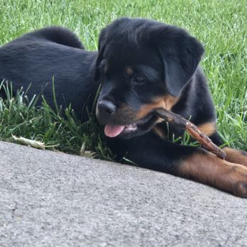 Cali Rottweilers - Pet Breeders Near Me