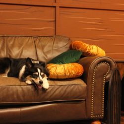 Pawsome Park And Lodge