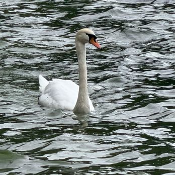 Hallstatt - Swan - Local Flavor Near Me
