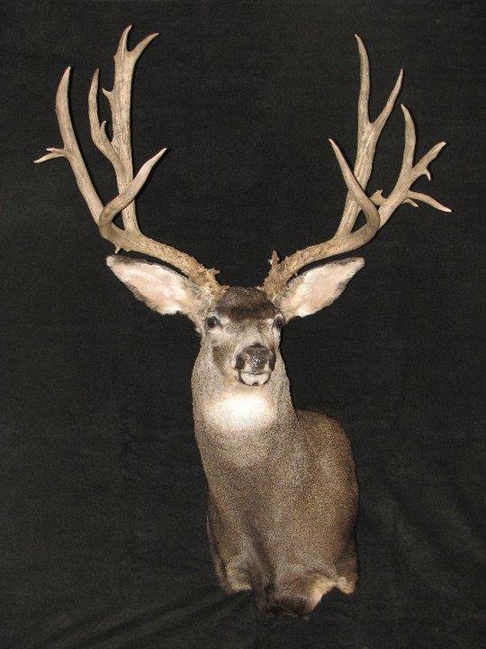Braden Cecil's Pioneer Wildlife Studio - taxidermy in Henrietta, TX