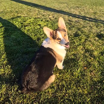 Link Piazzo Dog Park - Dog Parks Near Me - Reno, Nevada Link Piazzo Dog Park - Dog Parks Near Me - Reno, Nevada