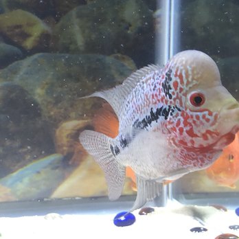 Ocean Flower - Local Fish Stores Near Me - San Francisco, California Ocean Flower - Local Fish Stores Near Me - San Francisco, California