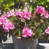 Oak Hill Nurseries gift card