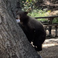 Gabrielino Trail - Bear