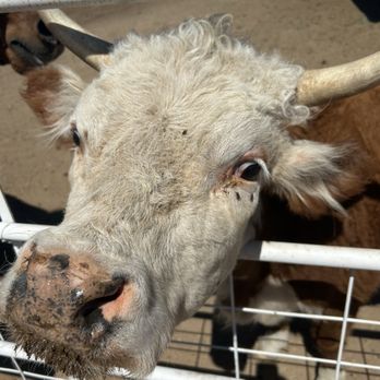 AZ Homestead & Hatchery - Farms Near Me - Elgin, Arizona AZ Homestead & Hatchery - Farms Near Me - Elgin, Arizona