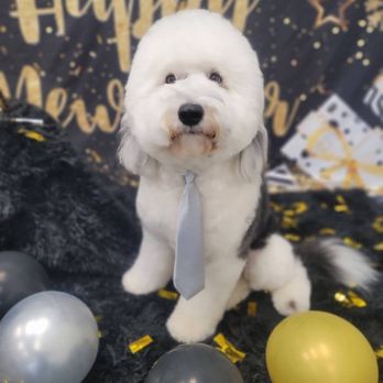 Groovy Grooming by Paij - They work miracles! - Pet Groomers Near Me - Platte City, Missouri Groovy Grooming by Paij - They work miracles! - Pet Groomers Near Me - Platte City, Missouri