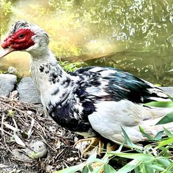 Cohanzick Zoo - Cohanzick Zoo
