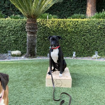 Cali K9 - Cody on CaliK9 box - Pet Training Near Me - Los Angeles, California Cali K9 - Cody on CaliK9 box - Pet Training Near Me - Los Angeles, California