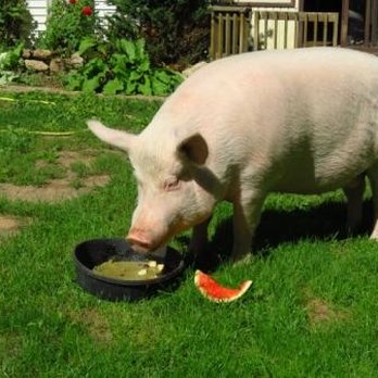 Happily Ever Esther Farm Sanctuary - Animal Shelters Near Me - Cambridge, Ontario Happily Ever Esther Farm Sanctuary - Animal Shelters Near Me - Cambridge, Ontario