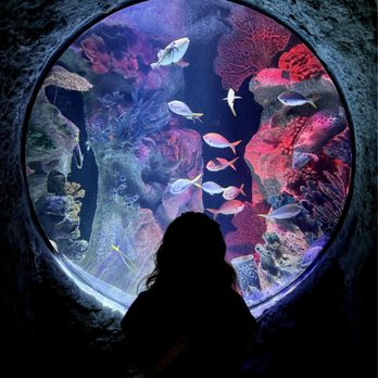 Sea Life - Photo-op with fish - Aquariums Near Me - Orlando, Florida Sea Life - Photo-op with fish - Aquariums Near Me - Orlando, Florida
