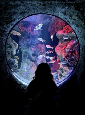 SEA LIFE Orlando Aquarium by null