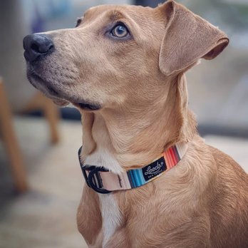 Hope2K9 Foundation - Pet Sitting Near Me