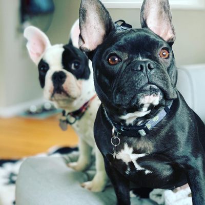 wells dog and cat hospital