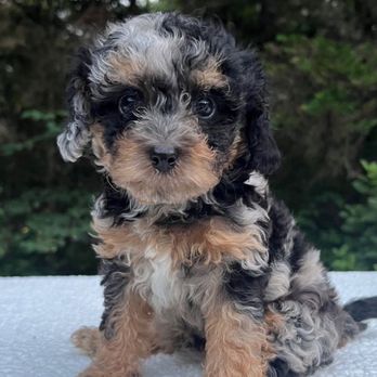 Jones Farm Puppies - Pet Breeders Near Me Jones Farm Puppies - Pet Breeders Near Me