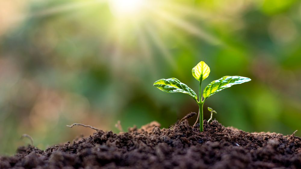 Lila Li Coaching - grief counselor in Oakland, CA