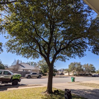 Capitol Tree Care - Tree single - after - Tree Services Near Me - Austin, Texas