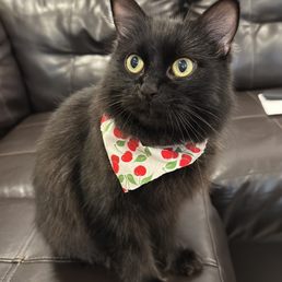 Black cat with green eyes and a Cherry bandana. Sitting on a couch. Black cat with green eyes and a Cherry bandana. Sitting on a couch.