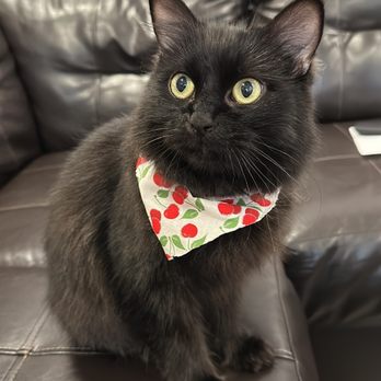 Waggin' Tails - Black cat with green eyes and a Cherry bandana. Sitting on a couch. - Pet Groomers Near Me - Jacksonville, Florida Waggin' Tails - Black cat with green eyes and a Cherry bandana. Sitting on a couch. - Pet Groomers Near Me - Jacksonville, Florida