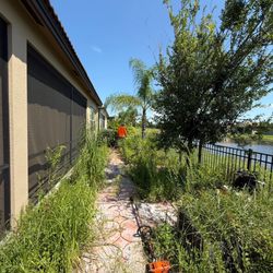 J & D Landscape Solutions - Before photo of overgrown weeds and shrubs.