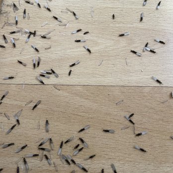 Bowco Laboratories - Termites - Pest Control Near Me - Woodbridge, New Jersey Bowco Laboratories - Termites - Pest Control Near Me - Woodbridge, New Jersey