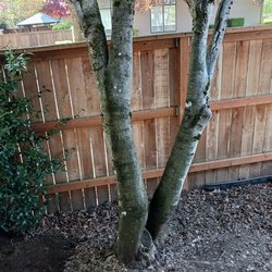 JM Tree Expert - Before