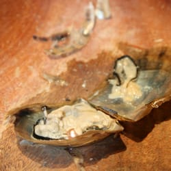 Maui Divers Jewelry