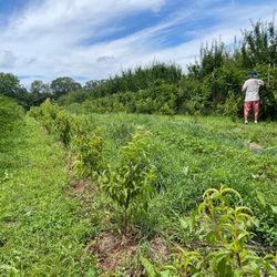 Lehmans Orchard - Blackberry row.