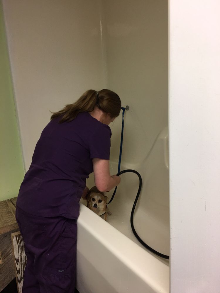 DOGWOOD ANIMAL HOSPITAL & PET RESORT Updated May 2024 1293 Old