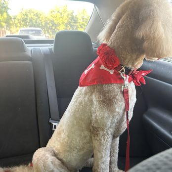 Dallas Mobile Pet Spaw - Pet Groomers Near Me Dallas Mobile Pet Spaw - Pet Groomers Near Me