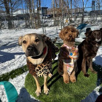 Lewis & Bark - Pet Boarding Near Me - Shrewsbury, Massachusetts Lewis & Bark - Pet Boarding Near Me - Shrewsbury, Massachusetts